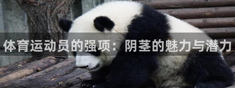 熊猫体育平台官网