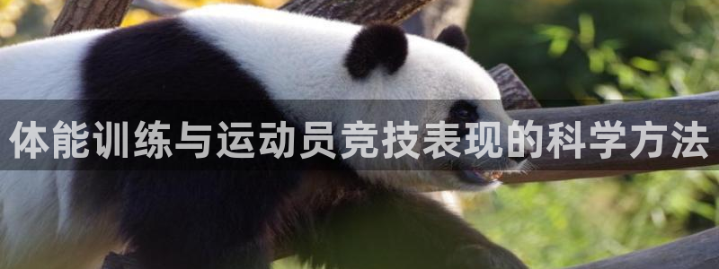 熊猫体育app官网入口